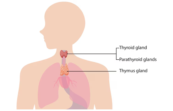 Airway Stenosis