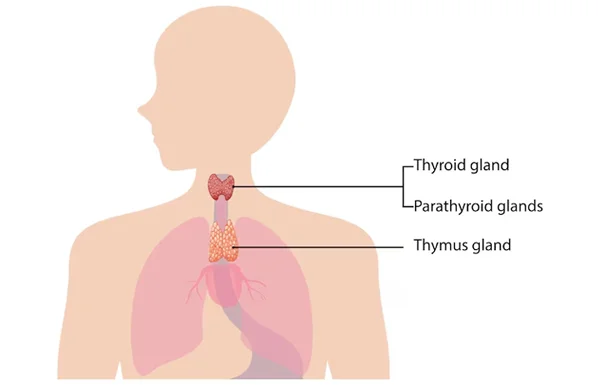 Airway Stenosis